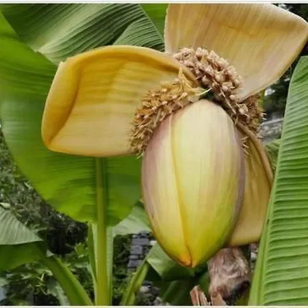 Casa Fiore By Interhome Appartement Brissago