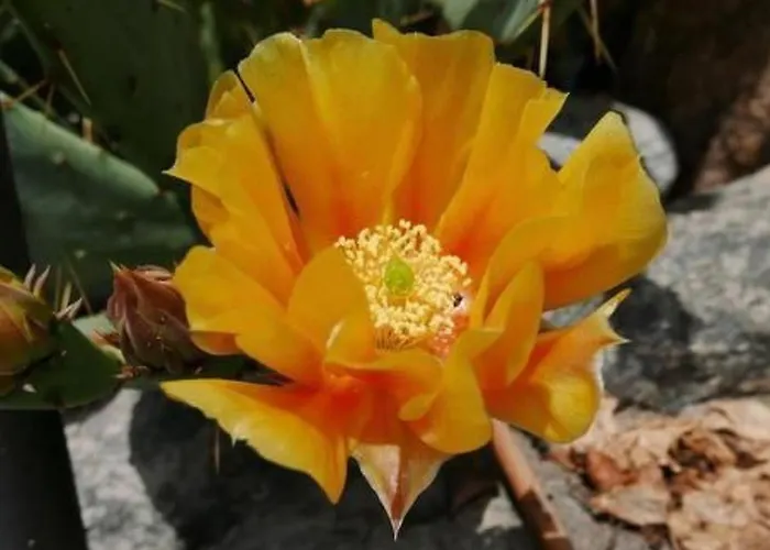 Apartament Casa Fiore By Interhome *