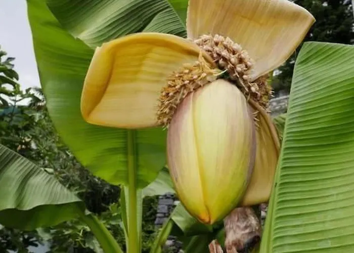 Casa Fiore By Interhome Daire Brissago